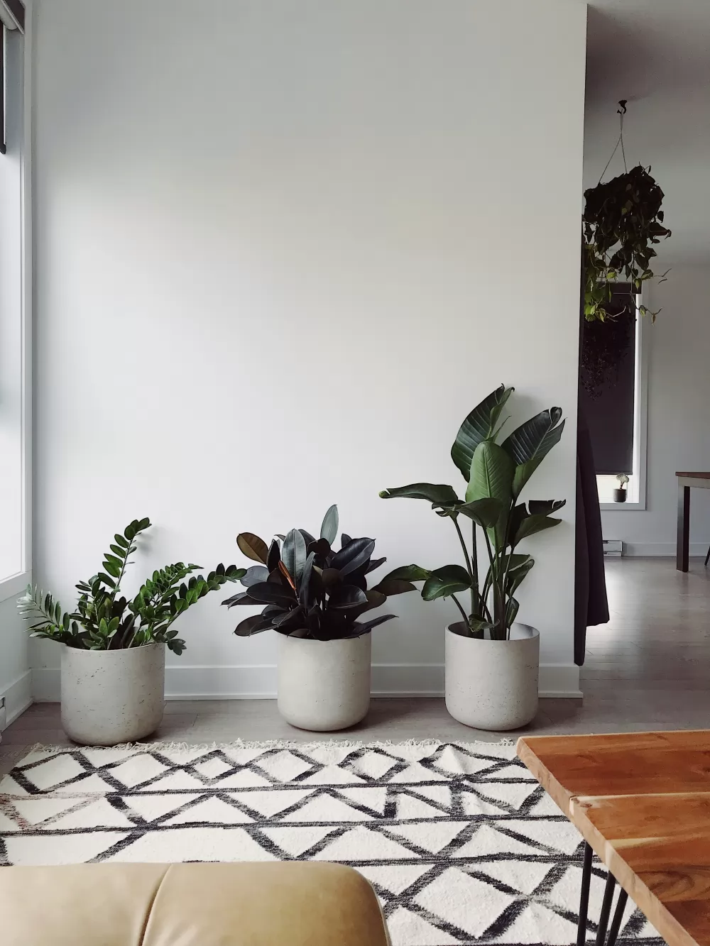Tre kurkor med stora växter mot en vit vägg i lägenhet